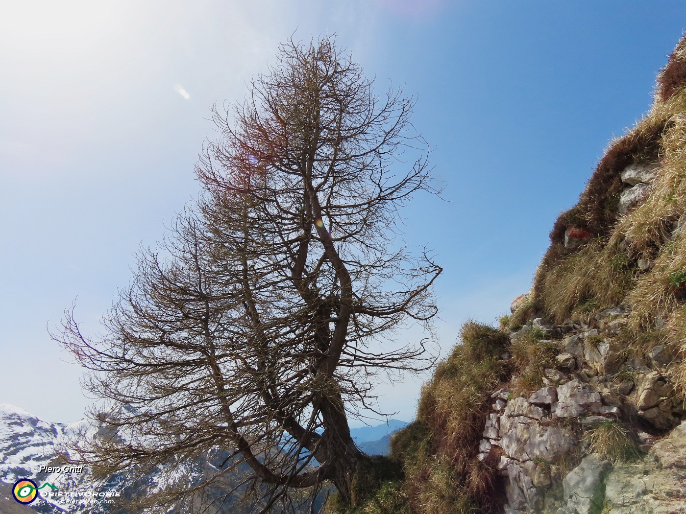 51 Bella pianta solitaria, ben esposta e panoramica sulla valle.JPG